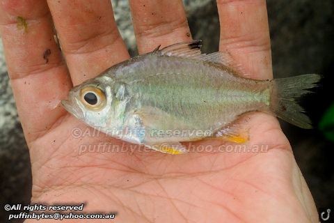 Ambassidae Kops39 Glassfish Ambassidae kopsii Kops39 Glassfish Amba Flickr