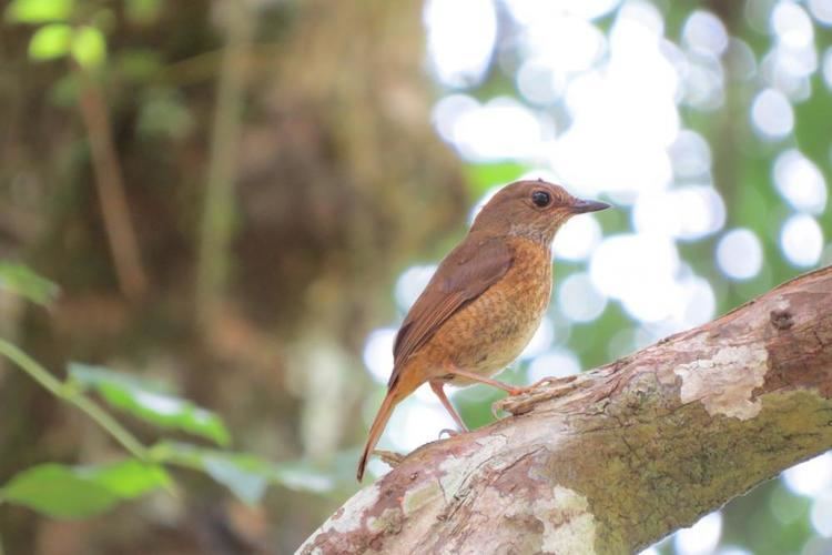 Amber Mountain rock thrush Amber Mountain Rockthrush Monticola erythronotus videos photos