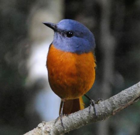 Amber Mountain rock thrush worldbirdseuabcaimagesambermountainrockthrush