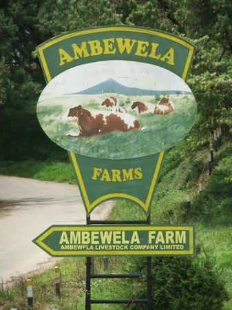 Ambewela Ambewela Farms Nuwara Eliya Sri Lanka Top Tips Before You Go