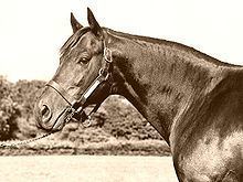 Ambiorix (horse) httpsuploadwikimediaorgwikipediacommonsthu