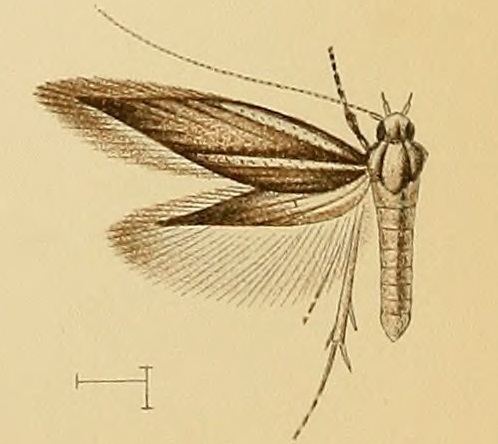 Ambloma brachyptera