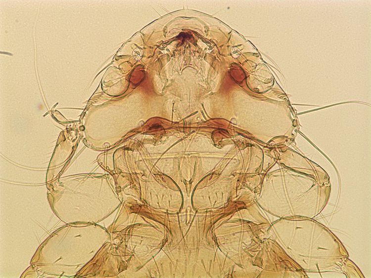 Amblycera Lice Phthirapterainfo