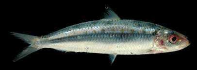 Amblygaster sirm Fishes of Andaman Sea