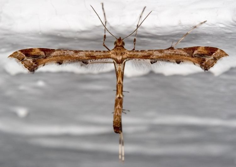 Amblyptilia acanthadactyla britishlepidopteraweeblycomuploads59845984