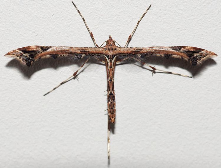 Amblyptilia acanthadactyla Amblyptilia acanthadactyla UKMoths