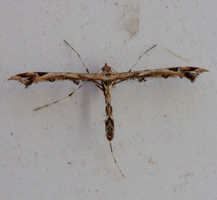Amblyptilia acanthadactyla Amblyptilia acanthadactyla Amblyptilia acanthadactyla NatureSpot