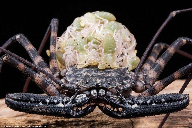 Amblypygi French student photographs creepy amblypygi spider balancing