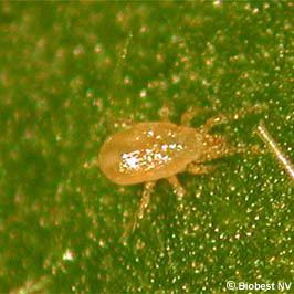Amblyseius Amblyseius fallacis a promising predatory mite for cooler crops