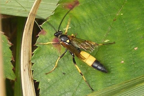 Amblyteles armatorius Ichneumon Wasp Amblyteles armatorius 05092009 Connahs Flickr