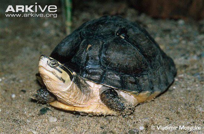 Amboina box turtle South Asian box turtle videos photos and facts Cuora amboinensis