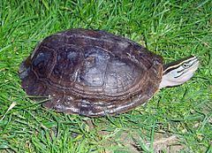 Amboina box turtle httpsuploadwikimediaorgwikipediacommonsthu