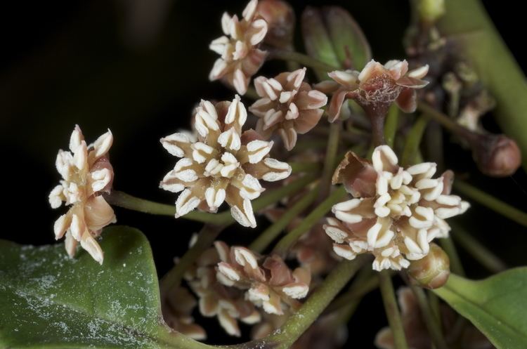 Amborella DNA of Storied Plant Provides Insight into the Evolution of