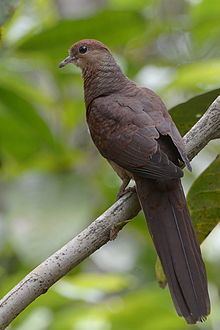 Amboyna cuckoo-dove httpsuploadwikimediaorgwikipediacommonsthu