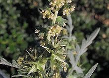 Ambrosia acanthicarpa Ambrosia acanthicarpa Wikipedia