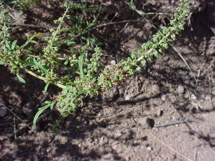 Ambrosia acanthicarpa Vascular Plants of the Gila Wilderness Ambrosia acanthicarpa