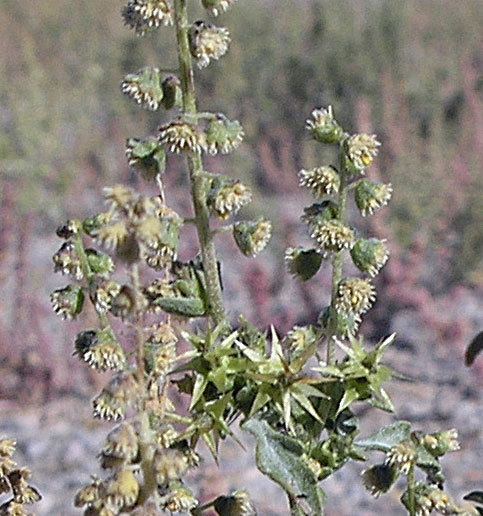 Ambrosia acanthicarpa Ambrosia