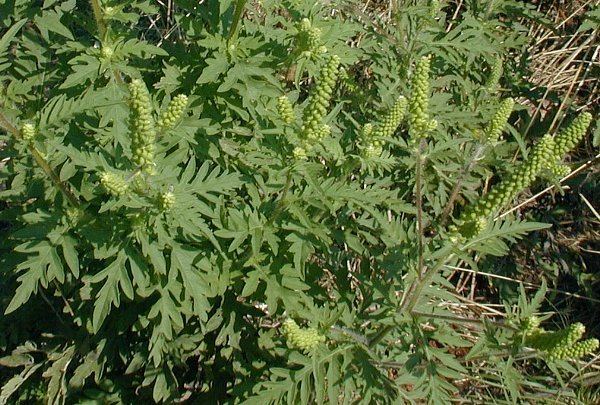 Ambrosia artemisiifolia Common Ragweed Ambrosia artemisiifolia