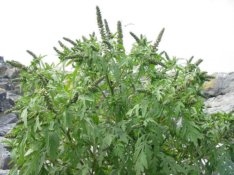 Ambrosia artemisiifolia Ambrosia artemisiifolia common ragweed Go Botany