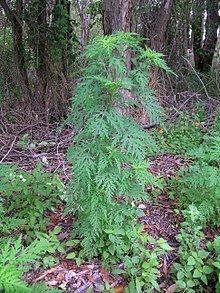 Ambrosia artemisiifolia httpsuploadwikimediaorgwikipediacommonsthu