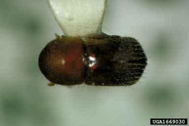 Ambrosia beetle NCSU ENTort111 THE ASIAN AMBROSIA BEETLE GRANULATE