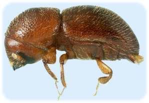 Ambrosia beetle Region 6 Invasive Species