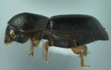 Ambrosia beetle NCSU ENTort161 Red bay ambrosia beetle and laurel wilt