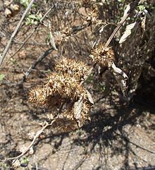 Ambrosia chenopodiifolia httpsuploadwikimediaorgwikipediacommonsthu
