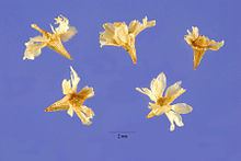 Ambrosia monogyra httpsuploadwikimediaorgwikipediacommonsthu