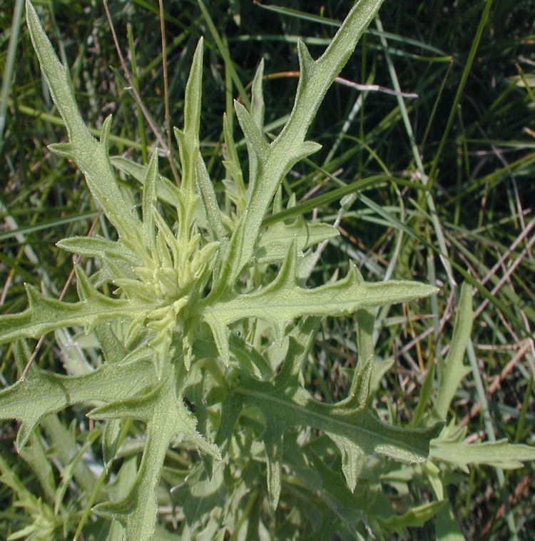 Ambrosia psilostachya Ambrosia psilostachya perennial ragweed Go Botany