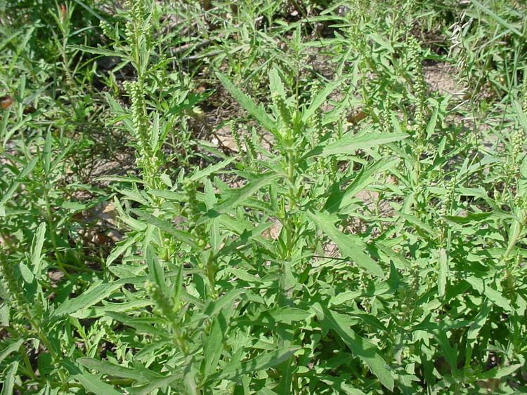 Ambrosia psilostachya Vascular Plants of the Gila Wilderness Ambrosia psilostachya