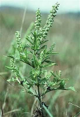 Ambrosia psilostachya Online Virtual Flora of Wisconsin Ambrosia psilostachya