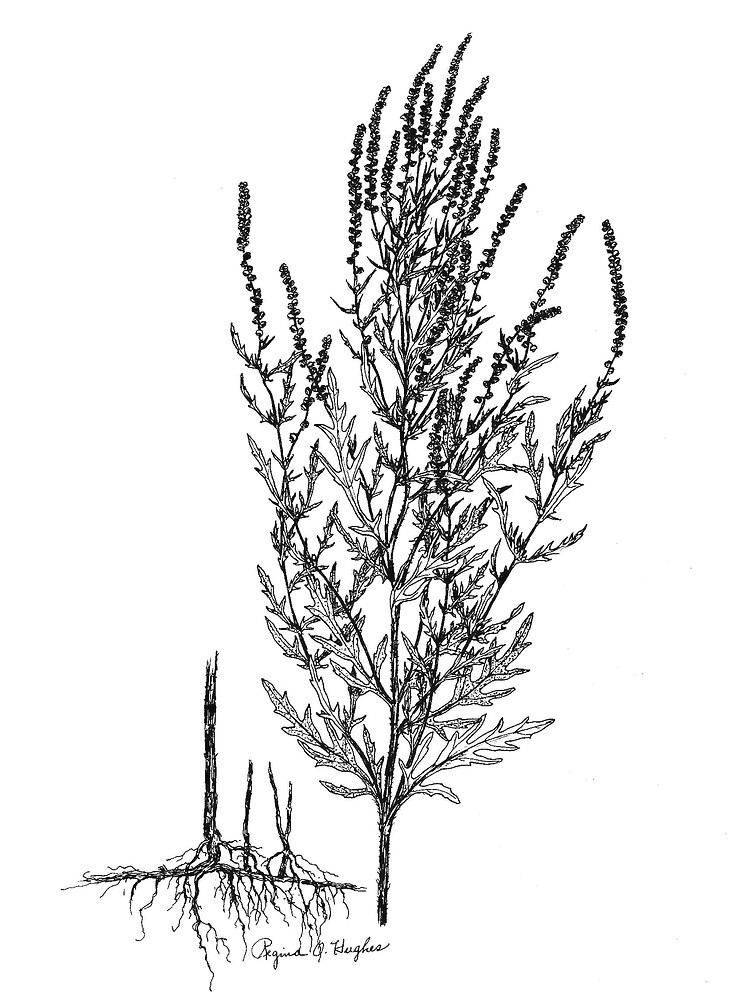 Ambrosia psilostachya Ambrosia psilostachya perennial ragweed Go Botany