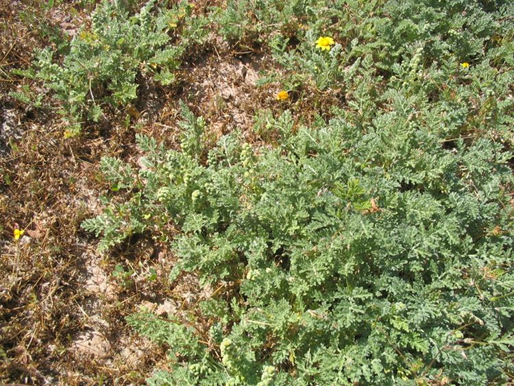 Ambrosia pumila CalPhotos Ambrosia pumila San Diego Ragweed