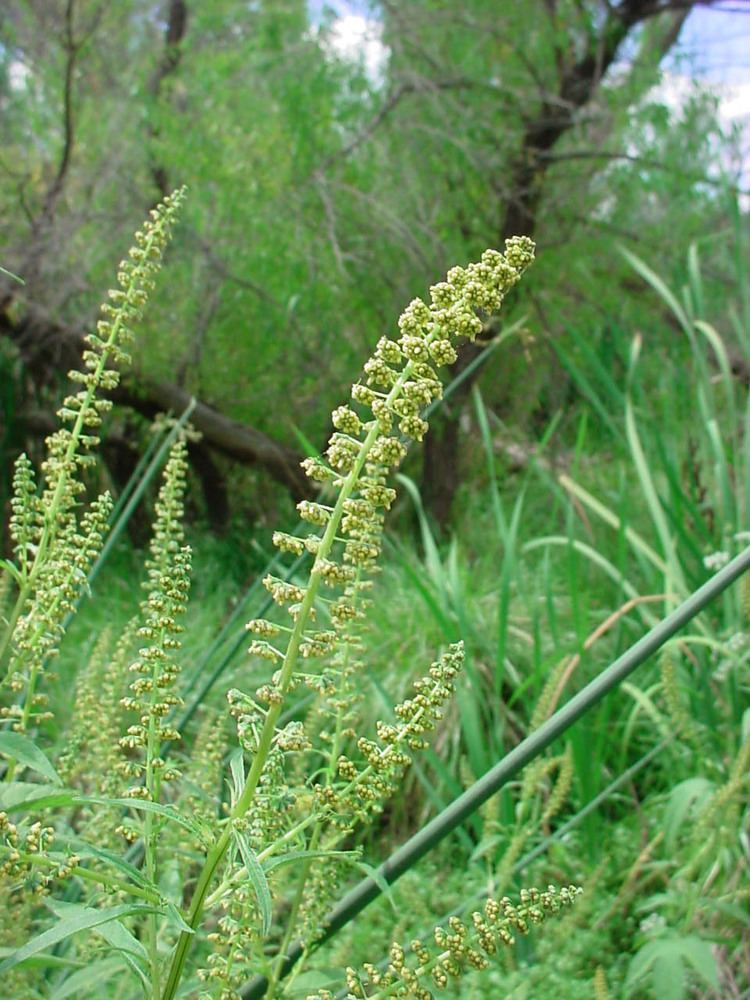Ambrosia trifida Vascular Plants of the Gila Wilderness Ambrosia trifida