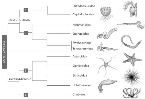 Ambulacraria Opsin evolution in the Ambulacraria