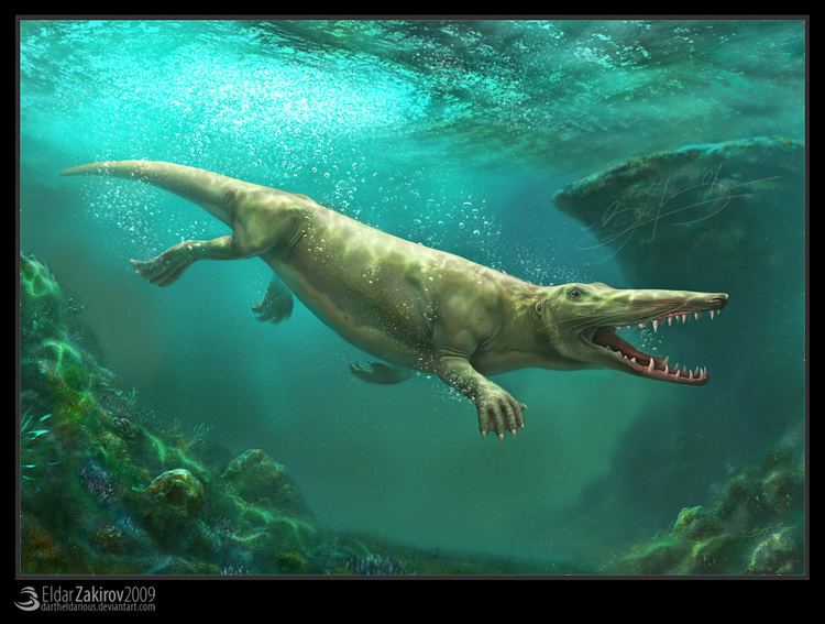 Ambulocetus Ambulocetus Facts and Pictures