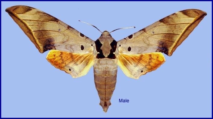 Ambulyx Sphingidae of the Eastern Palaearctic Ambulyx sericeipennis