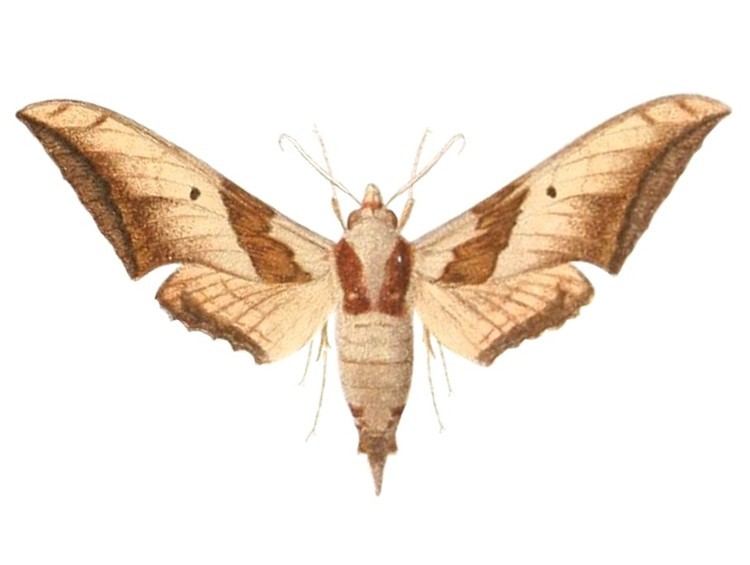 Ambulyx japonica