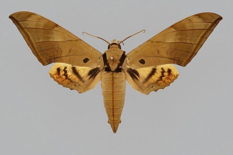 Ambulyx pryeri sphingidaemyspeciesinfositessphingidaemyspeci