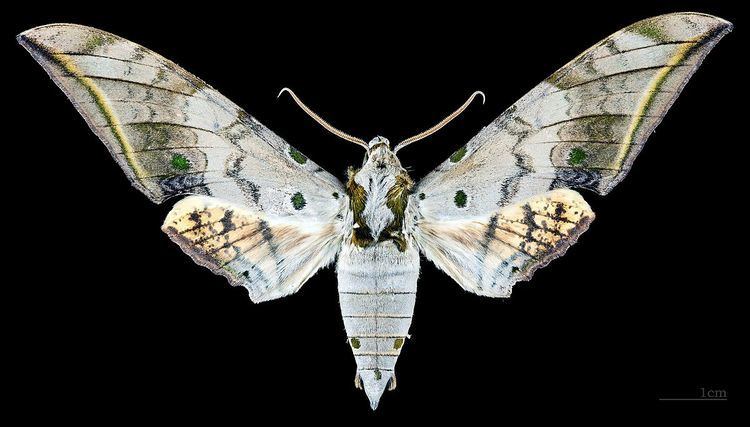 Ambulyx sericeipennis