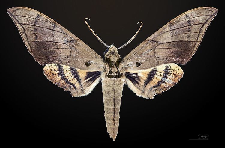 Ambulyx staudingeri