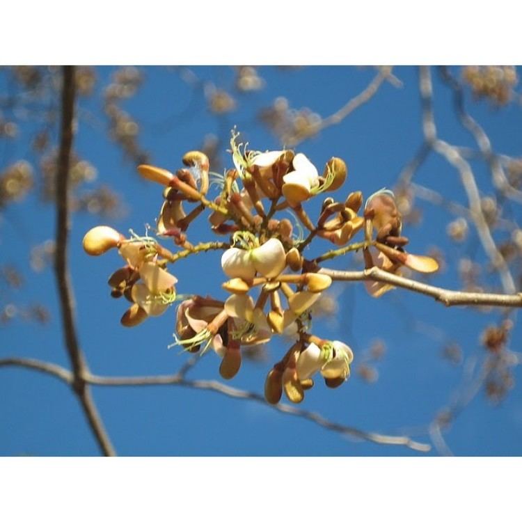 Amburana cearensis ImburanadeCheiro Amburana Cearensis flores caatinga Pinterest