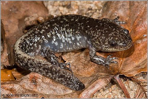 Ambystoma talpoideum Mole Salamander Ambystoma talpoideum Flickr