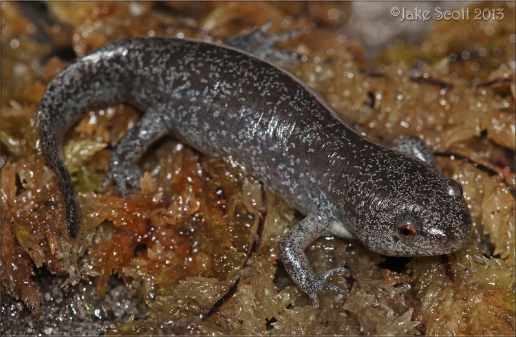 Ambystoma talpoideum Mole Salamander Ambystoma talpoideum Mole Salamander Al Flickr