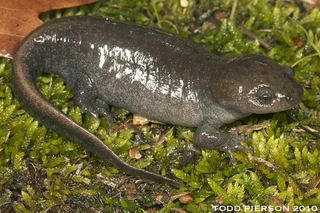 Ambystoma talpoideum Ambystoma talpoideum Mole salamander Discover Life