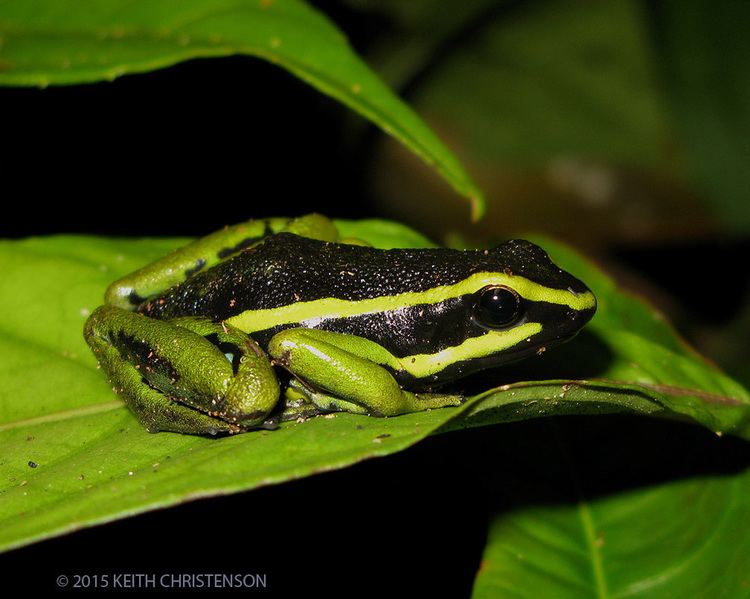 Ameerega trivittatus Suriname frog Epipedobates trivittatus now Ameerega trivittatus