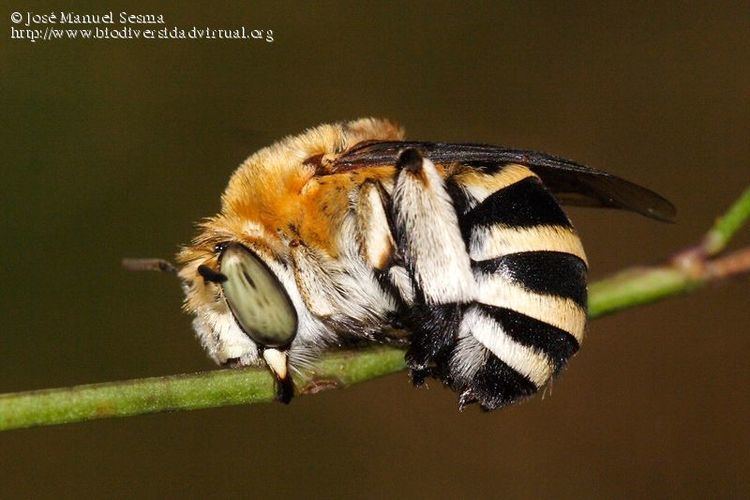 Amegilla quadrifasciata Amegilla Amegilla quadrifasciata Villers 1789 57882