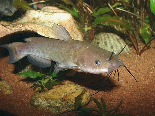 Ameiurus North American Native Fishtanks Bullhead Catfish of the Genus