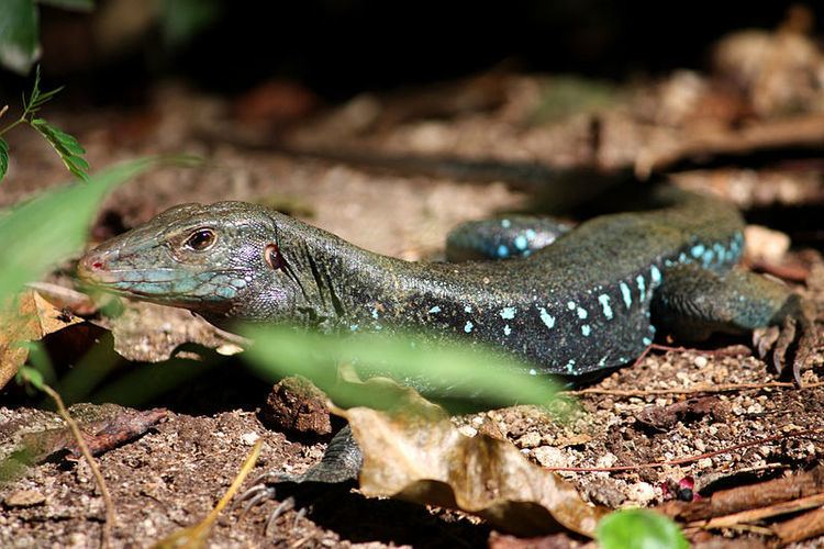 Ameiva Ameiva Anole Annals